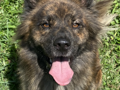 Foxy is a lovely gal with her elegant coat