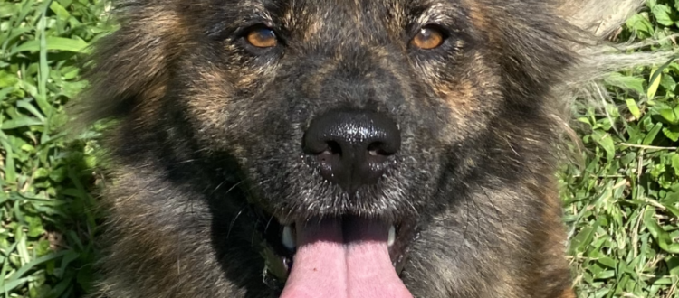 Foxy is a lovely gal with her elegant coat